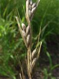 Lolium temulentum